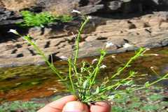 Lindernia oppositifolia